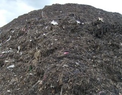 compost